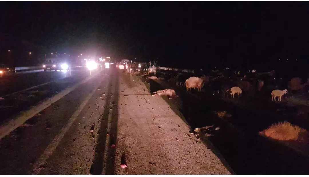 Bingöl’de faciadan dönüldü, araç sürüye daldı 6 kişi yaralandı, 50 koyun telef oldu